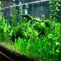 fish tank picture - long view