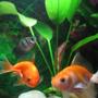 freshwater fish - gymnocorymbus sp. - black skirt tetra stocking in 5 gallons tank - Mommy and baby Goldy...
