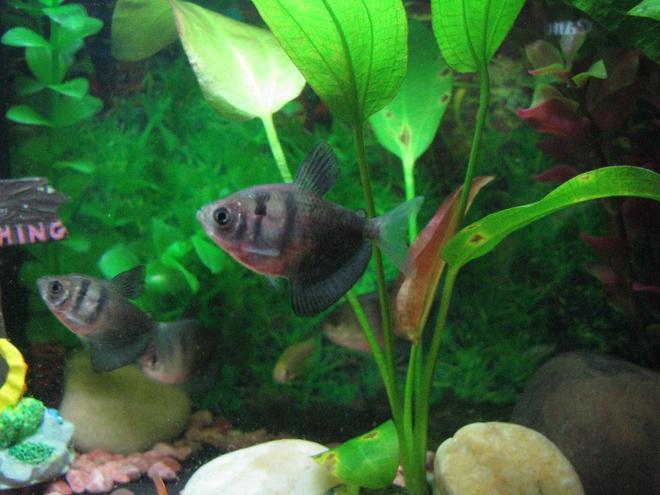 freshwater fish - gymnocorymbus sp. - black skirt tetra stocking in 5 gallons tank - Black Widow Tetra School