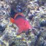 saltwater fish - neocirrhitus armatus - flame hawkfish stocking in 500 gallons tank - My Flame Hawk Chilling on his favorite perch..