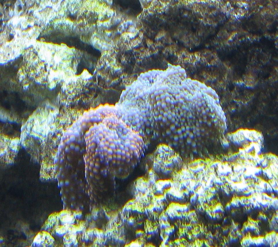 corals inverts - ricordea florida - ricordea mushroom, blue/green (caribbean) stocking in 500 gallons tank - Blue, Green & Orange Ricordia