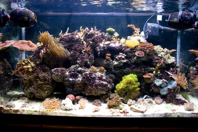 29 gallons reef tank (mostly live coral and fish) - My 29g nano reef tank. Set up in June of '08.