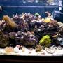 29 gallons reef tank (mostly live coral and fish) - My 29g nano reef tank. Set up in June of '08.