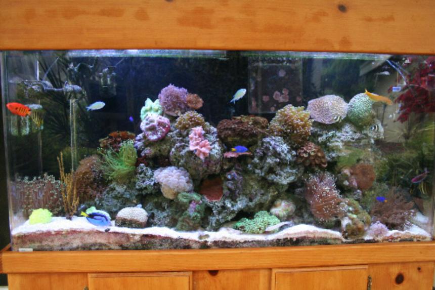 Rated #59: 90 Gallons Reef Tank - This is my 90 gallon reef tank.Running for about a year and a half.