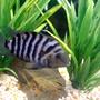 freshwater fish - archocentrus nigrofasciatus - black convict cichlid stocking in 55 gallons tank - Convict Cichlid
