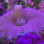 corals inverts - ricordea yuma - flower / ricordea mushroom stocking in 65 gallons tank - Yumma