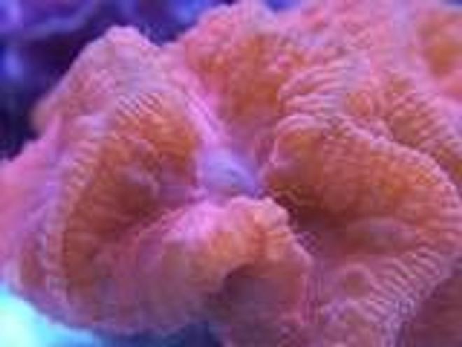 corals inverts - blastomussa wellsi - blastomussa coral stocking in 65 gallons tank - Blastomussa