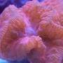 corals inverts - blastomussa wellsi - blastomussa coral stocking in 65 gallons tank - Blastomussa