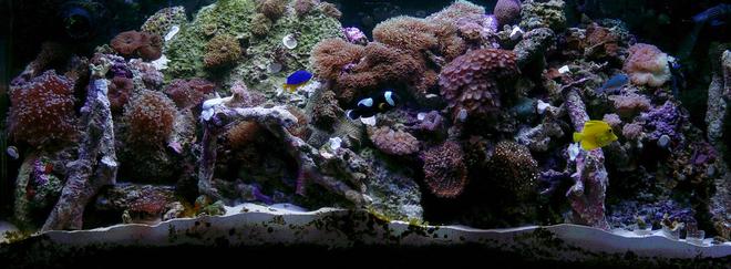 60 gallons reef tank (mostly live coral and fish) - 60 gal reef