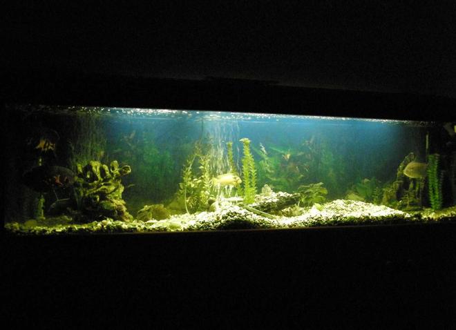 78 gallons freshwater fish tank (mostly fish and non-living decorations) - 300 liter Cichlid Tank