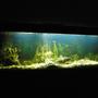 78 gallons freshwater fish tank (mostly fish and non-living decorations) - 300 liter Cichlid Tank
