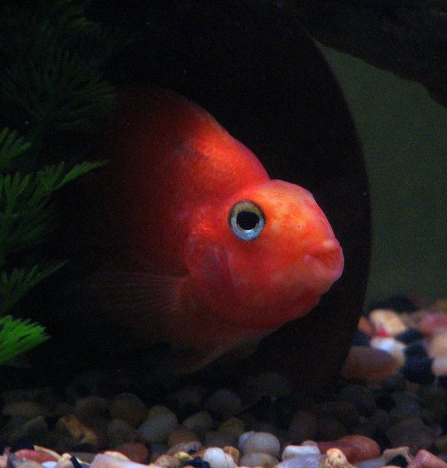 freshwater fish - heros severus x amphilophus citrinellum - blood parrot stocking in 55 gallons tank - Blood Parrot Cichlid