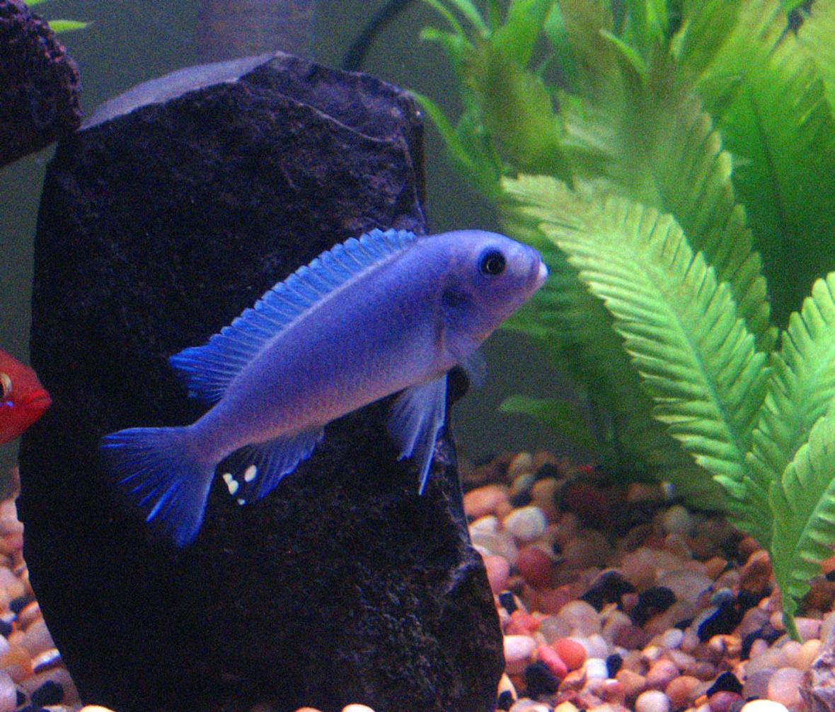 freshwater fish - maylandia callainos - blue cobalt cichlid stocking in 55 gallons tank - Cobalt Blue Cichlid