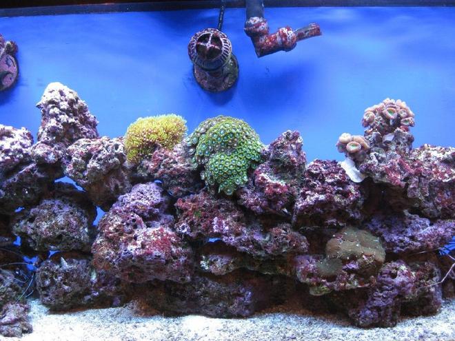 corals inverts - zoanthus sp. - colony polyp stocking in 55 gallons tank - Reef Tank 10 mos old