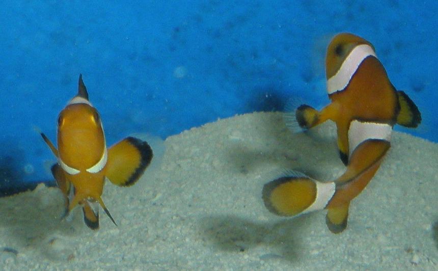 Rated #24: Saltwater Fish - Amphiprion Percula - True Percula Clownfish Stocking In 55 Gallons Tank - my clowns