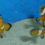 saltwater fish - amphiprion percula - true percula clownfish stocking in 55 gallons tank - my clowns