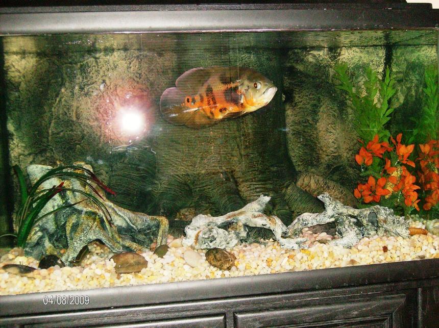 Rated #2278: 60 Gallons Freshwater Fish Tank - 60g, Oscar, Peecock eel