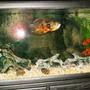 60 gallons freshwater fish tank (mostly fish and non-living decorations) - 60g, Oscar, Peecock eel