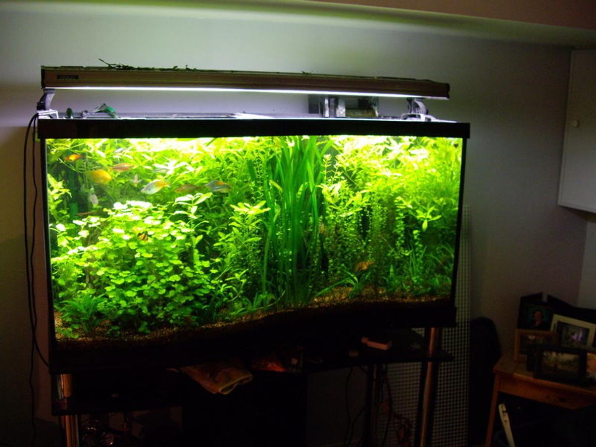95 gallons planted tank (mostly live plants and fish) - 95 Gallon Fresh Water Aquarium