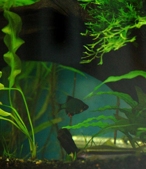 freshwater fish - puntius tetrazona - green tiger barb stocking in 37 gallons tank - The lair