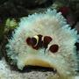 saltwater fish - premnas biaculeatus - maroon clownfish stocking in 29 gallons tank - New clown fish (aka. Stoney)