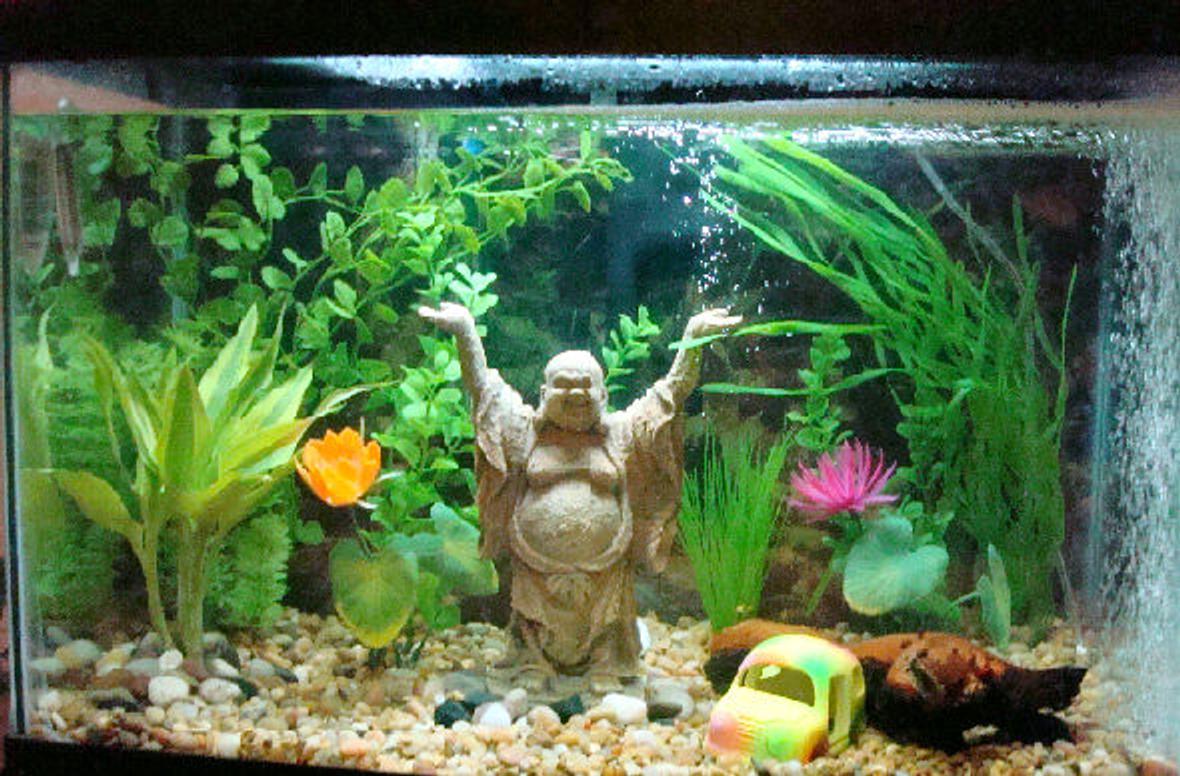 20 gallons planted tank (mostly live plants and fish) - This is my 20 gallon tank. It currently houses a Dalmatian Balloon Mollie, a Golden Loach, and a Rainbow Shark, as well as a live plant. It has a heater, power filter, and air stone along with multiple decorations.