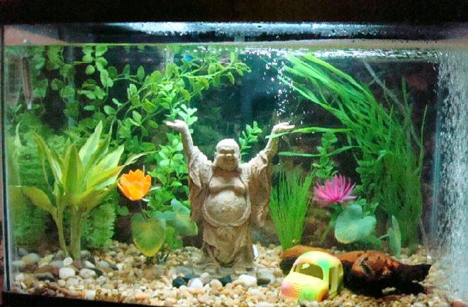 20 gallons planted tank (mostly live plants and fish) - This is my 20 gallon tank. It currently houses a Dalmatian Balloon Mollie, a Golden Loach, and a Rainbow Shark, as well as a live plant.  It has a heater, power filter, and air stone along with multiple decorations.