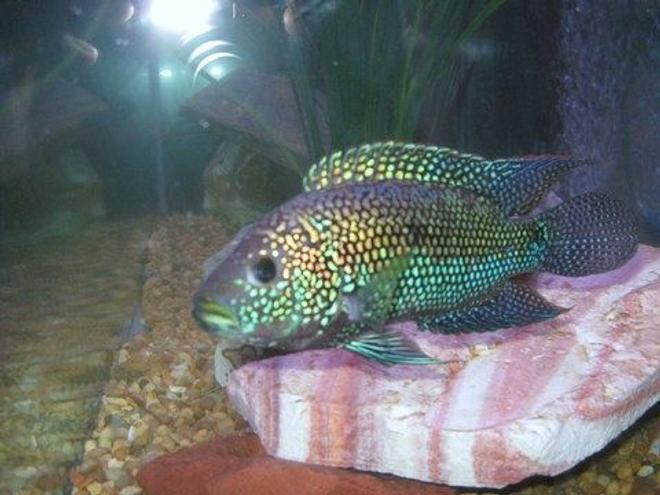 freshwater fish - nandopsis octofasciatum - jack dempsey stocking in 90 gallons tank - Jack Dempsy