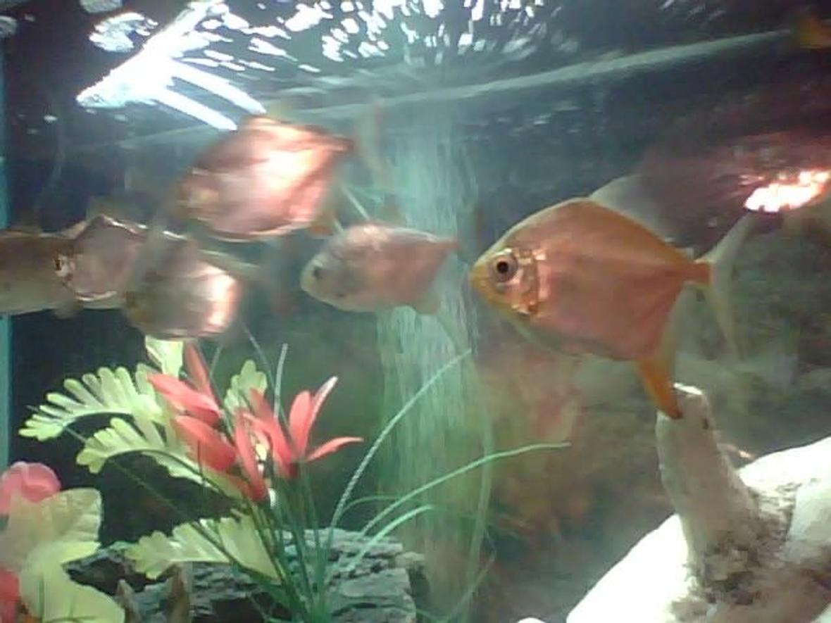 freshwater fish - metynnis argenteus - silver dollar stocking in 55 gallons tank - these are my silver dollars and 1 redhook