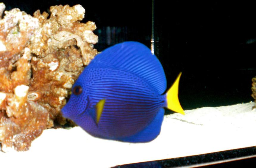 Rated #6: Saltwater Fish - Zebrasoma Xanthurum - Purple Tang Stocking In 50 Gallons Tank - Purple Tang