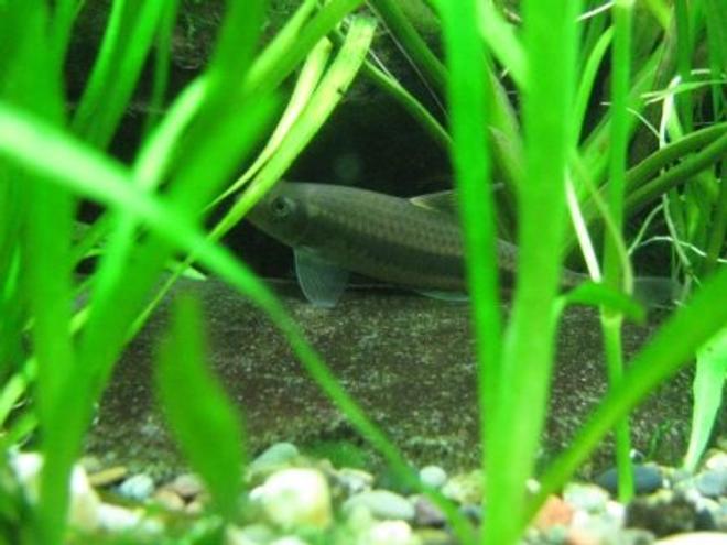 freshwater fish - crossocheilus siamensis - siamese algae eater stocking in 75 gallons tank - My Flying Fox Hanging out in the plants!! Isn't he cute?!?