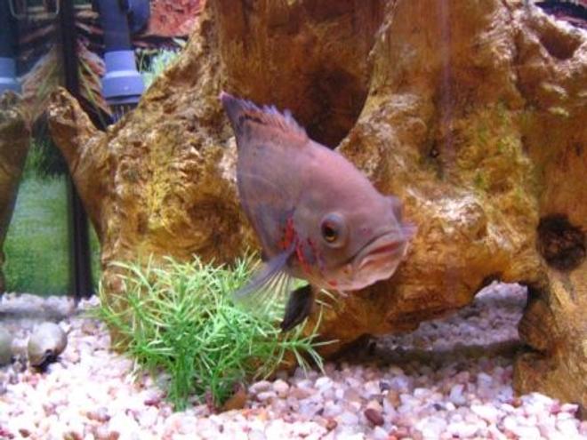 freshwater fish - astronotus ocellatus - tiger oscar stocking in 75 gallons tank - Oggy our Baby Oscar....Just coming out from Hiding!