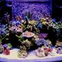 fish tank picture - 120g tech tank sps,and rare green Nepthea ,ans some Sinularia ,400w Reeflux 10k ,2 250w Radium 20k on the sides ,3 Uri vho super actnics,1 actinic white vho Uri,2 fiji purple t5 ,Octo Extreme 250 skimmer,Geo 618 cal/reactor,mag 18 ,2 Ecotech Vortecs, #2 Hydor Koralia,and a #3 and a #4,150lbs Marco rock ,170lbs approx live sand ,Seachem reef salt the only salt I will ever use #1 in my book,I dose Mag,Iodine,Strontium,Potassium,only when needed which is very rare with this salt mix,Zeovite Amino acids ,and Zooplankton ,and lots of fish food I over feed my fish to keep my coral color where I like it .Some gfo in a reactor