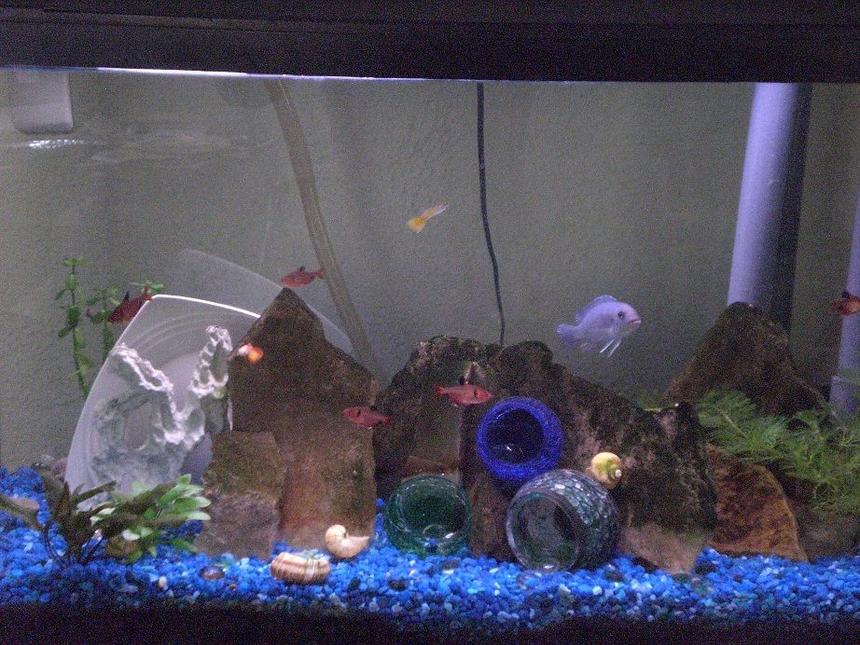 Rated #2205: 30 Gallons Planted Tank - 30 gallon freshwater with a 10 gallon sump(not shown).  1 Malawi cichlid, 5 red minor tetras, and 2 guppies.  The few plants are real.