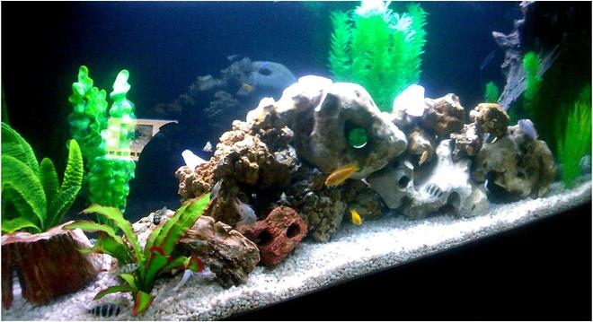 120 gallons freshwater fish tank (mostly fish and non-living decorations) - Angle shot(excuse poor res. used my celphone) My first tank posted...Let me know what you think...