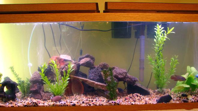 55 gallons freshwater fish tank (mostly fish and non-living decorations) - This is my 55 gal. cichlid tank (still a work in progress). Not the best picture, so a new one will be coming soon! Thanks for looking!