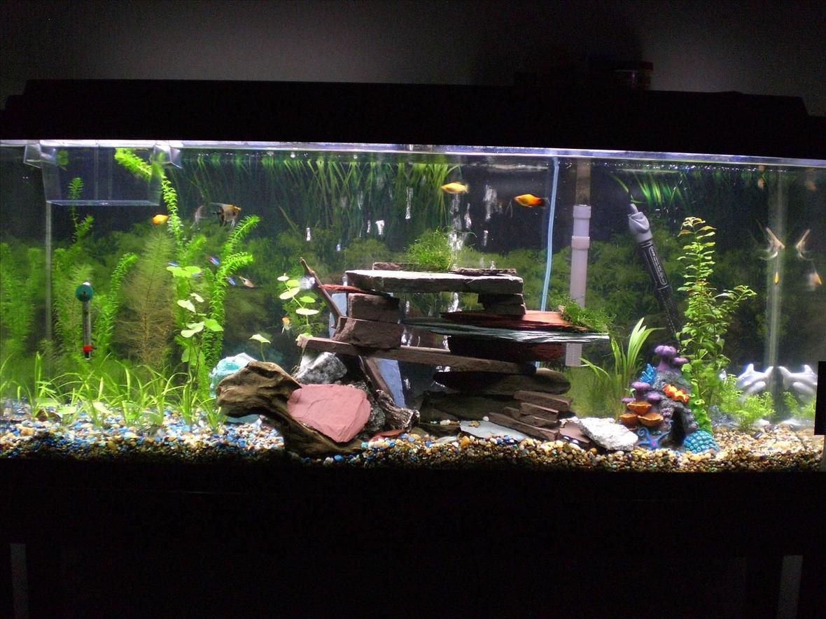 55 gallons planted tank (mostly live plants and fish) - 55 gallon tank Cheers, Thanks for looking. Im new to aquascaping. I bought the 200L 55gallon. I have been buying plants and fish occasionally during the last 5 weeks while the tank was cycling, I bought the setup on craigs list for $90 after wanting to have a talk for a long time. In my tank I have alot of fish. I just added my last fish, 6 assorted gold koi angelfish(just got them), 5 neon tetra (i know they may be eaten), 4 platy, 1 baby platy(good for a new tank), 2 small bala shark (get big), 1 herlaquin raspora, But i still want a ground crew. Like cherry or abino shrimp. Low light, 48inch 40watt daylight GE bulb. 12hr/day. Hang on back filter 60. Bubble stone. Heater set 77-79F. pH 7 Medium hardness. slight low nitrates, 0 nitrites, 0 ammonia. Setup going well so far, no major problems. High ammonia in begining. Plants. Well java moss, small water sprite, Pennywort, Brazilian (Hydrocotyle Leucocephala), Spiralis (Cryptocoryne spiralis), Myrio, Red (Myriophyllum heterophyllum), Subulata, Dwarf (Sagittaria subulata), Anacharis (Egeria najas). They are all growing slowly, im gonna buy more java moss tomorrow, i like it. All the plants have had some leaf loss and browning and some melting (i juess) I do water changes 20% exery wednesday. I put in 1/2 dose flora pride by tetra with water changes. I think this helps. There is some algea starting to form slowly on plastic decorations, the bala seem to like this alot, What advice can you give me, I want to add the dept of field, do you like the cave, the bubbles roll out the front of cave and most out the back. I also have 10 moonlight leds that I leave on 24/7. Im a male nurse and Air Force veteran F-16 crew chief. Thanks for the GI bill. I hope the pics please you. any comments are apprecieted. Keep them positive.