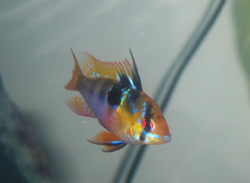 Rated #55: Freshwater Fish - Papiliochromis Ramirezi - German Blue Ram Stocking In 55 Gallons Tank - female German blue Ram