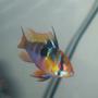 freshwater fish - papiliochromis ramirezi - german blue ram stocking in 55 gallons tank - female German blue Ram