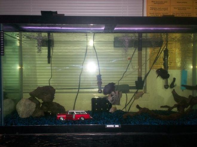 80 gallons freshwater fish tank (mostly fish and non-living decorations) - 80 Gal. tank