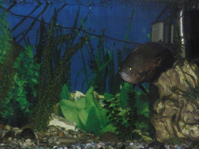 freshwater fish - astronotus ocellatus - tiger oscar stocking in 78 gallons tank - Big oscar