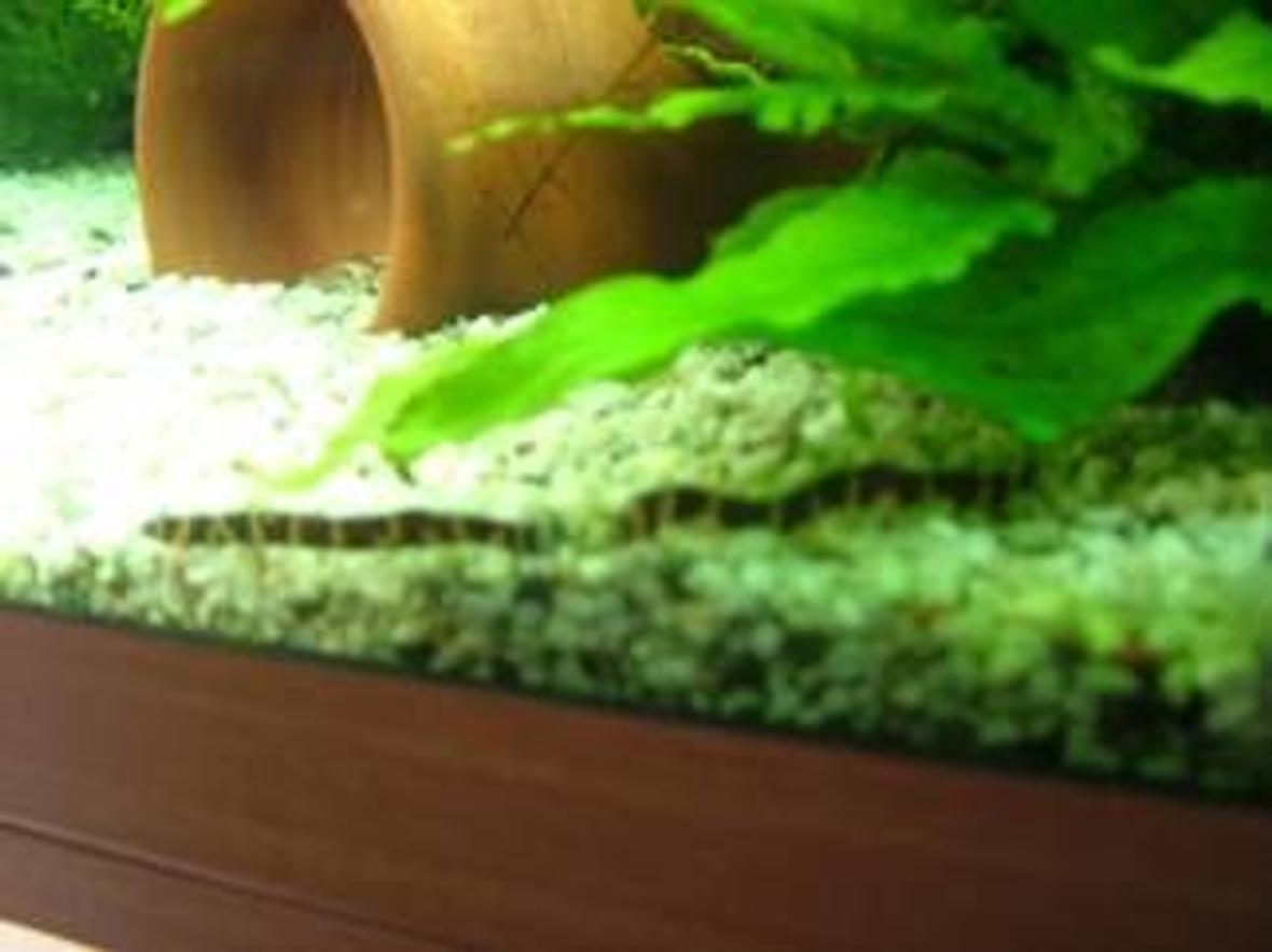 freshwater fish - pangio sp. - black kuhlii loach stocking in 180 gallons tank - these r my coolie loaches