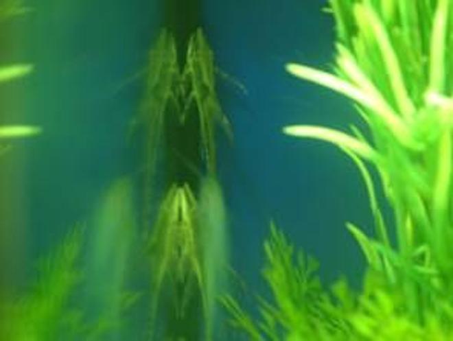 freshwater fish - rineloricaria fallax - whiptail catfish stocking in 180 gallons tank - these are my wiptail's 
they both have died now