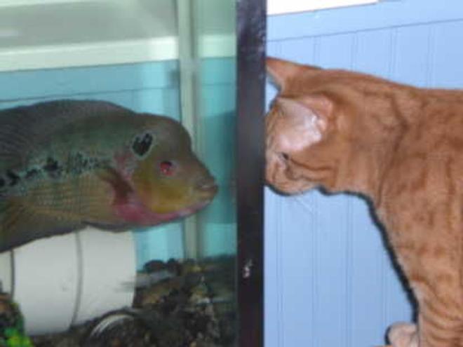 freshwater fish - cichlasoma sp. - flower horn cichlid stocking in 55 gallons tank - these two are best of friends,