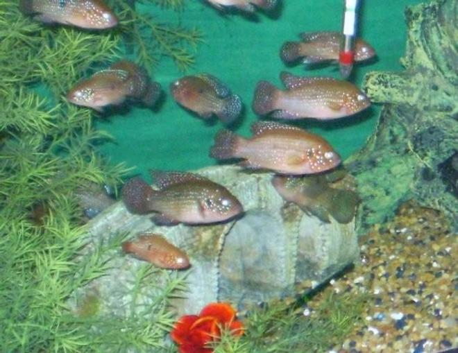 freshwater fish - hemichromis bimaculatus - jewel cichlid stocking in 55 gallons tank - a group of jewel mettalic cidlids