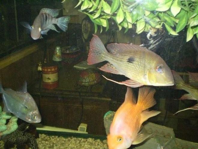 freshwater fish - geophagus dicrozoster - monster fish stocking in 55 gallons tank - a flock lol of fish