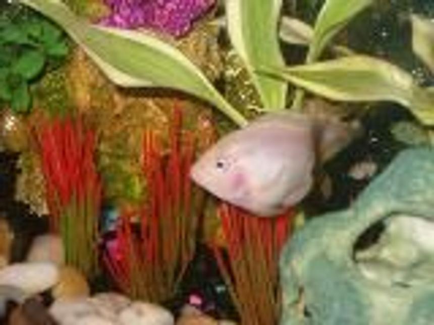 Rated #275: Freshwater Fish - Hoplarchus Psittacus - Parrot Cichlid Stocking In 30 Gallons Tank - Parrot Fish