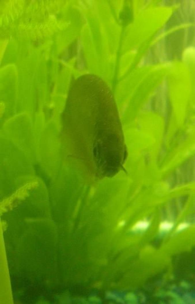 freshwater fish - xenomystus nigri - african knifefish stocking in 55 gallons tank - This is my Brown African Knife Fish, Monsieur. He is very active at night, but will come out for worms during the daytime feeding. He eats out of my hand and is one of my favorite fish!