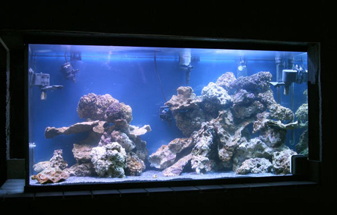 90 gallons reef tank (mostly live coral and fish)