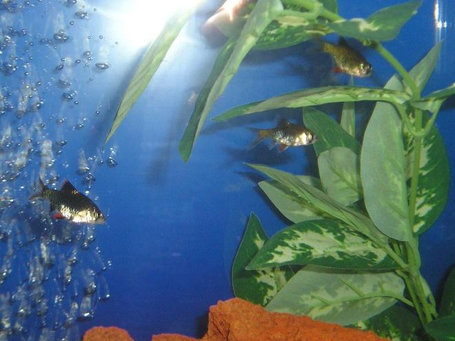 freshwater fish - puntius tetrazona - green tiger barb stocking in 20 gallons tank - Three Musketeers,
Green Tiger Barbs; Barbus tetrazona